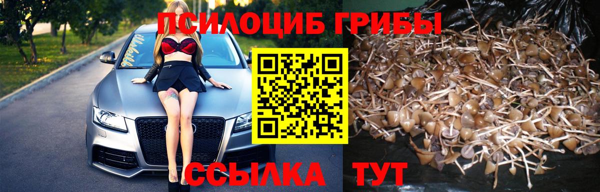 Галлюциногенные грибы Psilocybe Зима